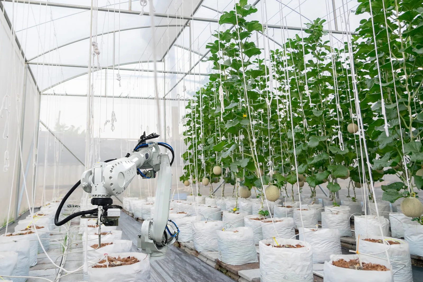 Robotic arm tending melons in a Tathmeer smart greenhouse